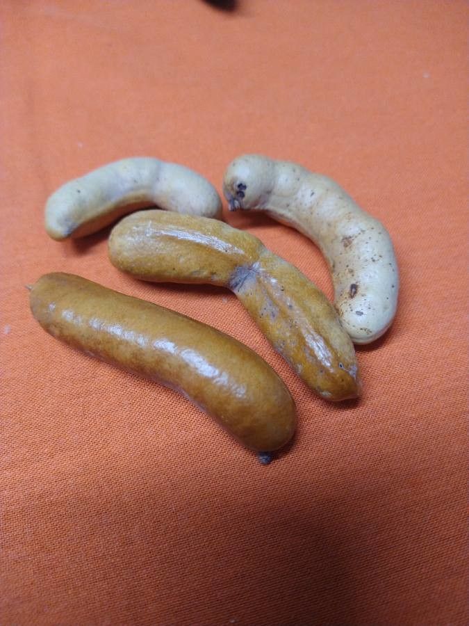 Prosopis ferox — search result for 'Prosopis'