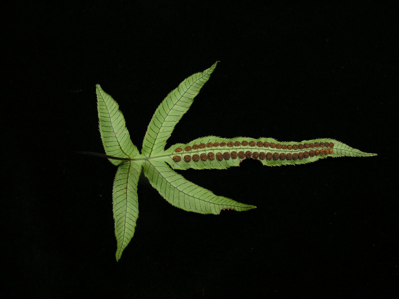 Selliguea malacodon — related species from the same genus