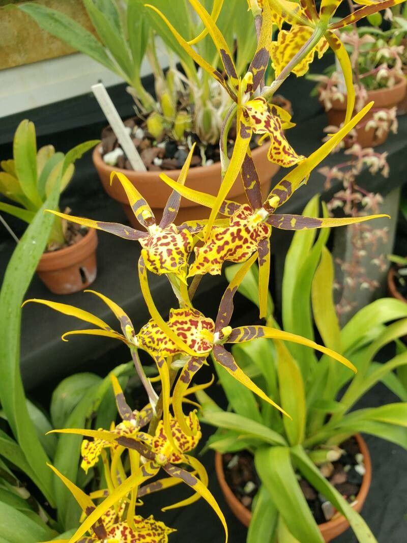 Oncidium spp. flower