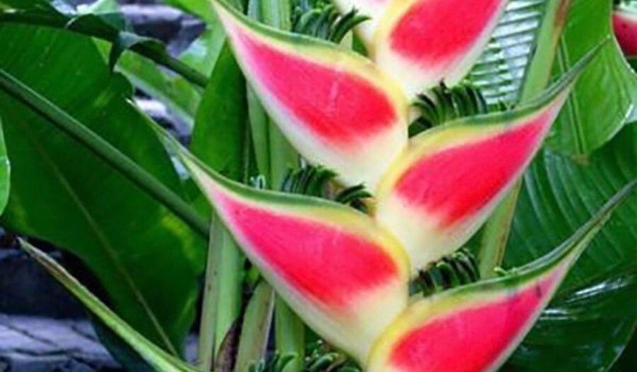 Heliconia wagneriana flower