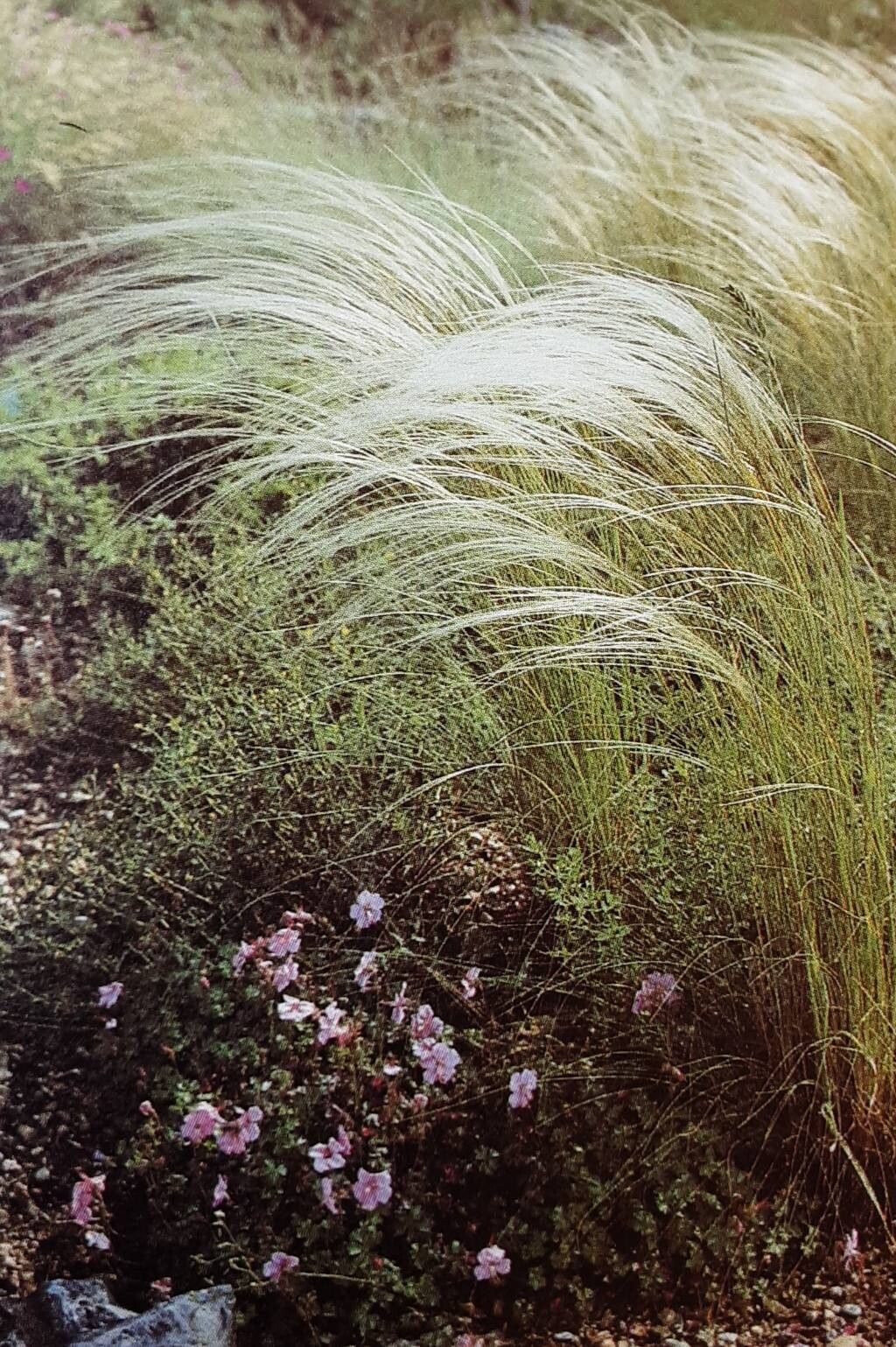 Stipa ucrainica — search result for 'Stipa'