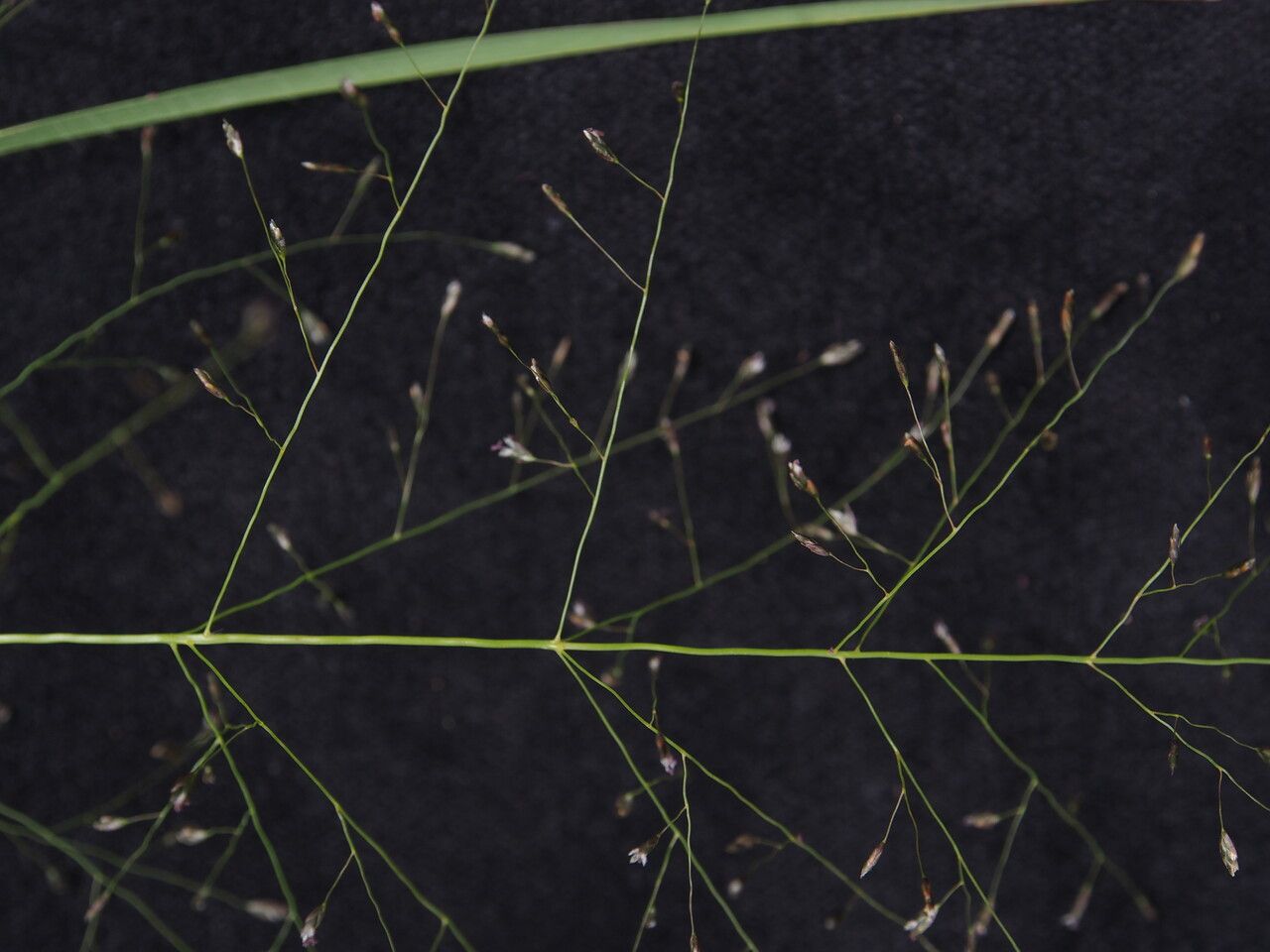 Eragrostis nigra — search result for 'Eragrostis'