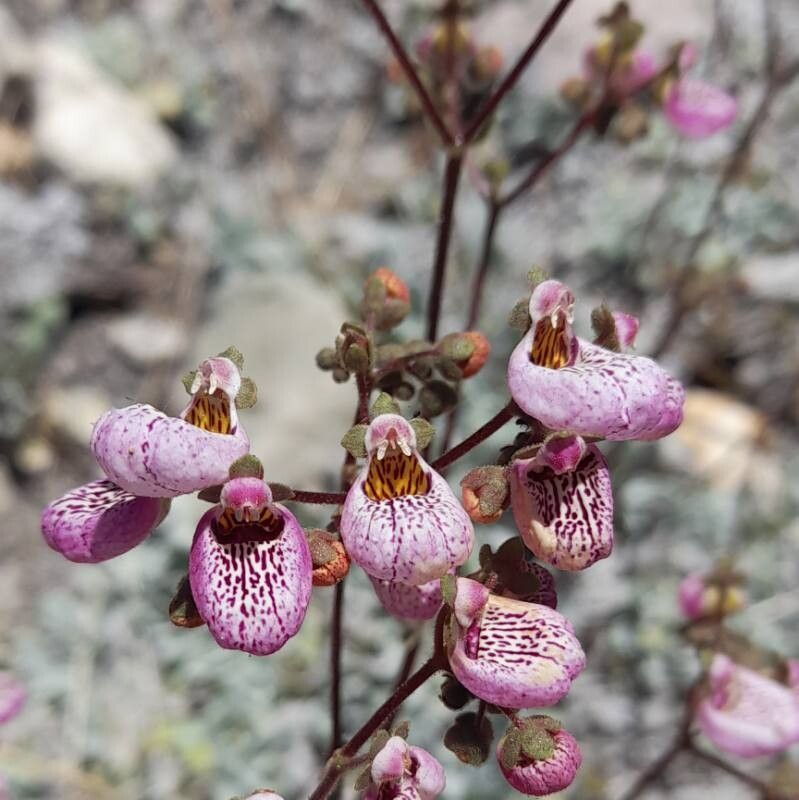 Calceolaria cana flower