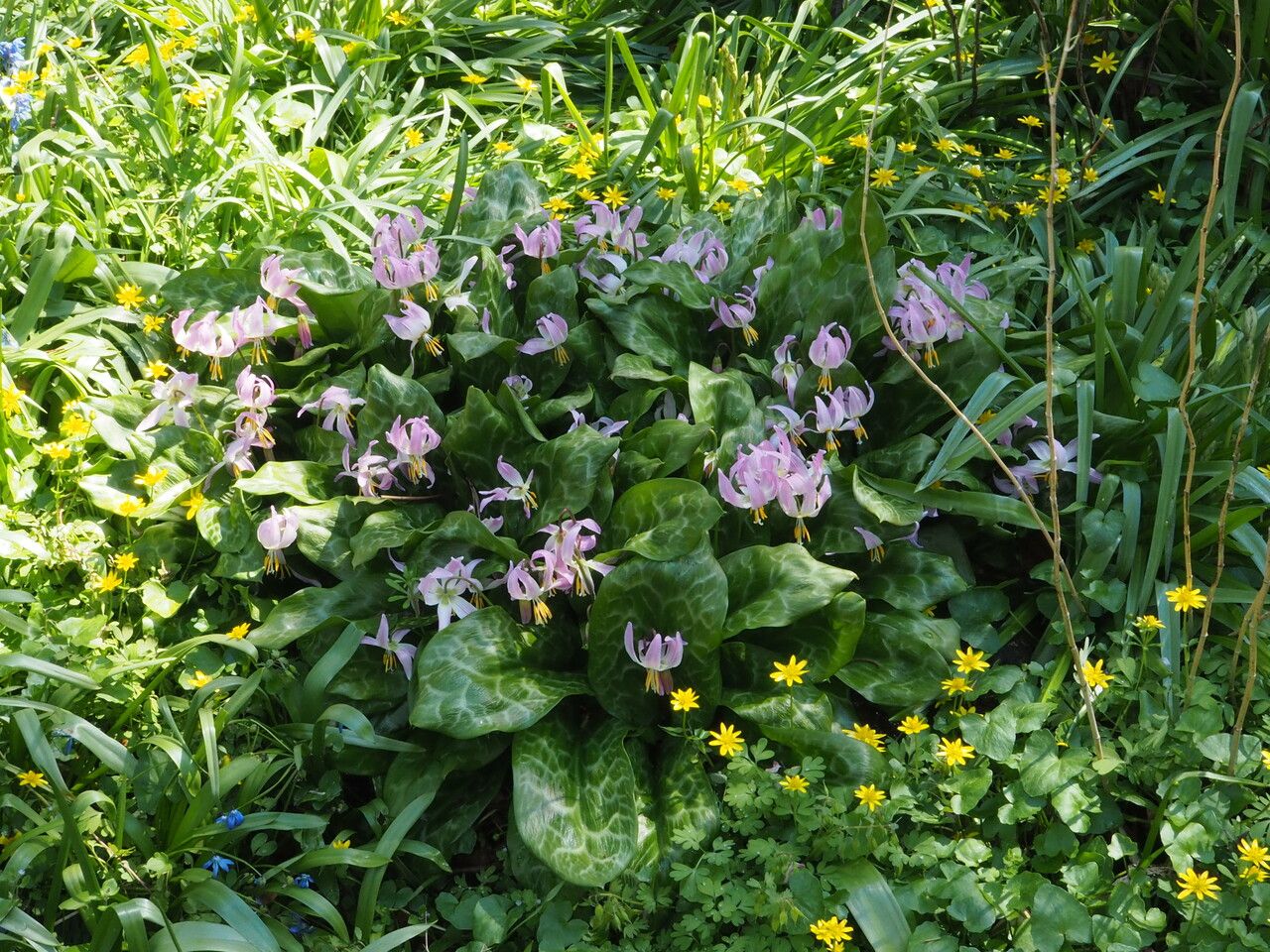 Erythronium revolutum habit