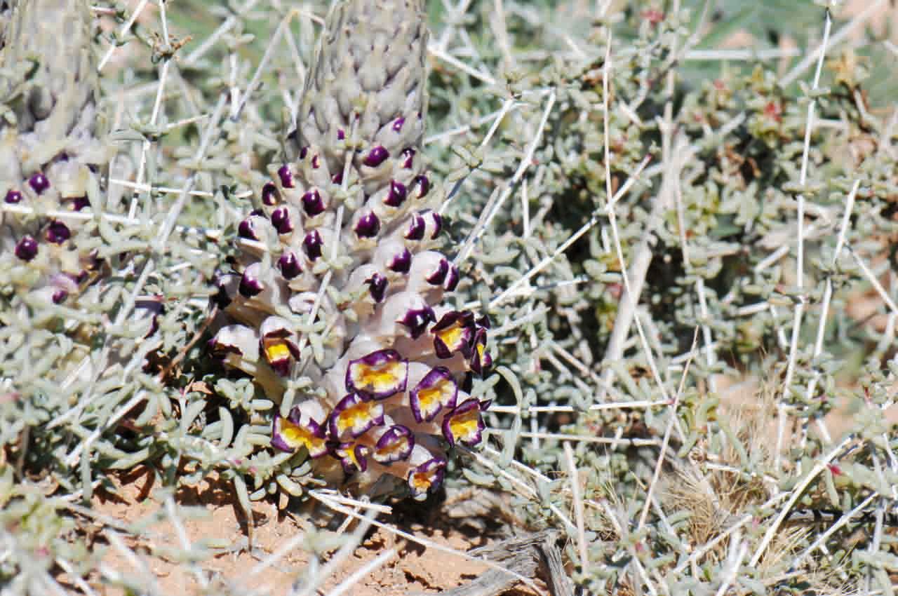 Cistanche violacea habit