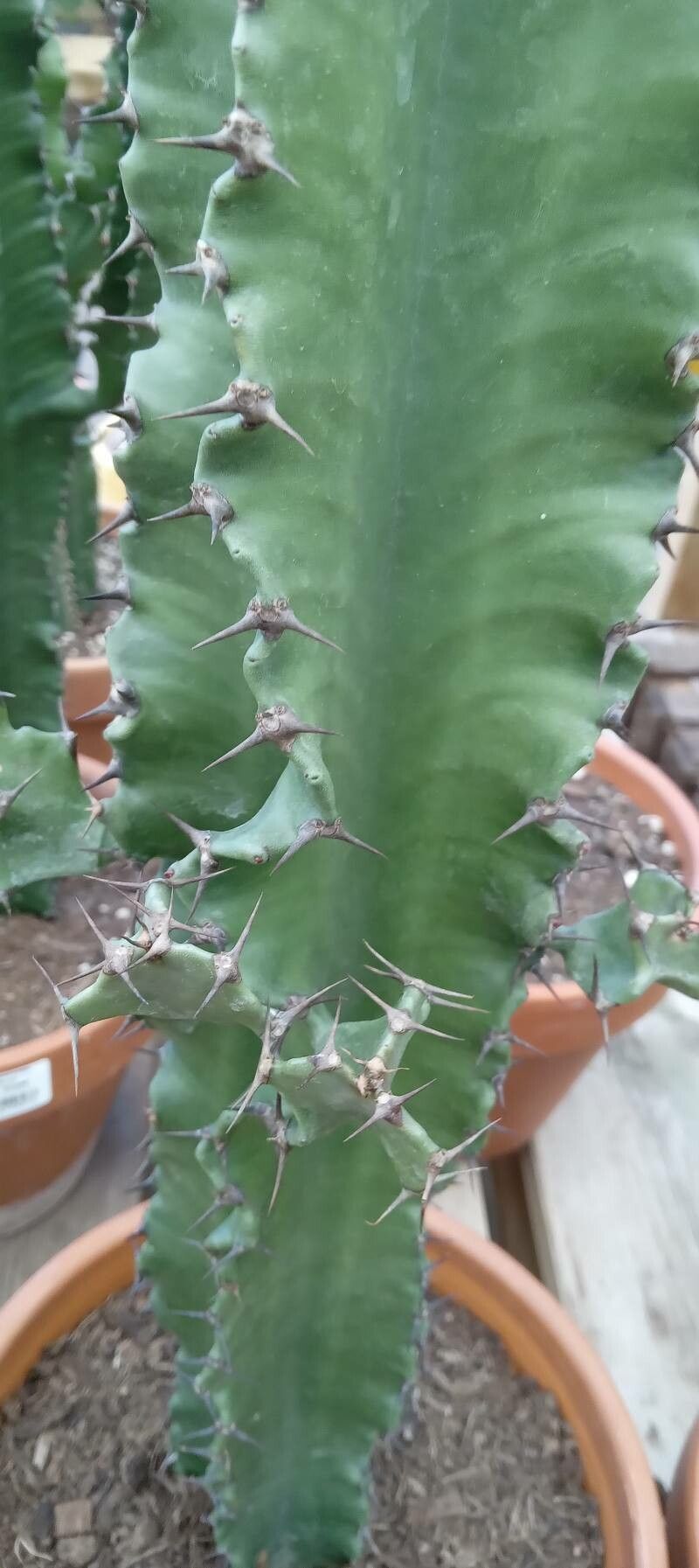 Euphorbia abyssinica bark