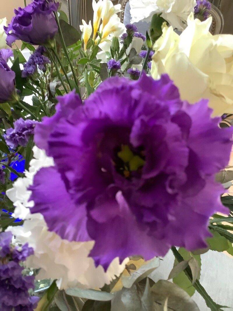 Limonium × lucentinum — search result for 'Limonium'