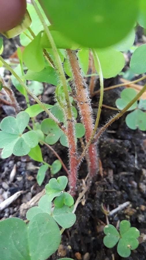 Oxalis oregana bark