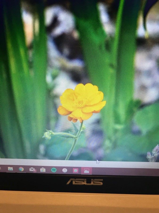 Ranunculus californicus flower