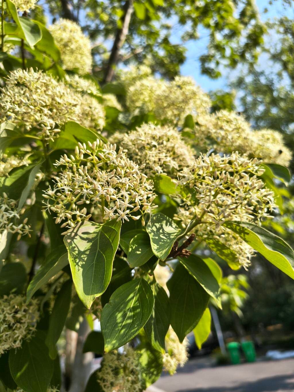 Cornus wilsoniana flower