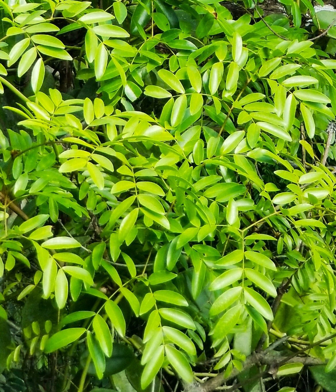 Biancaea oppositifolia — related species from the same genus