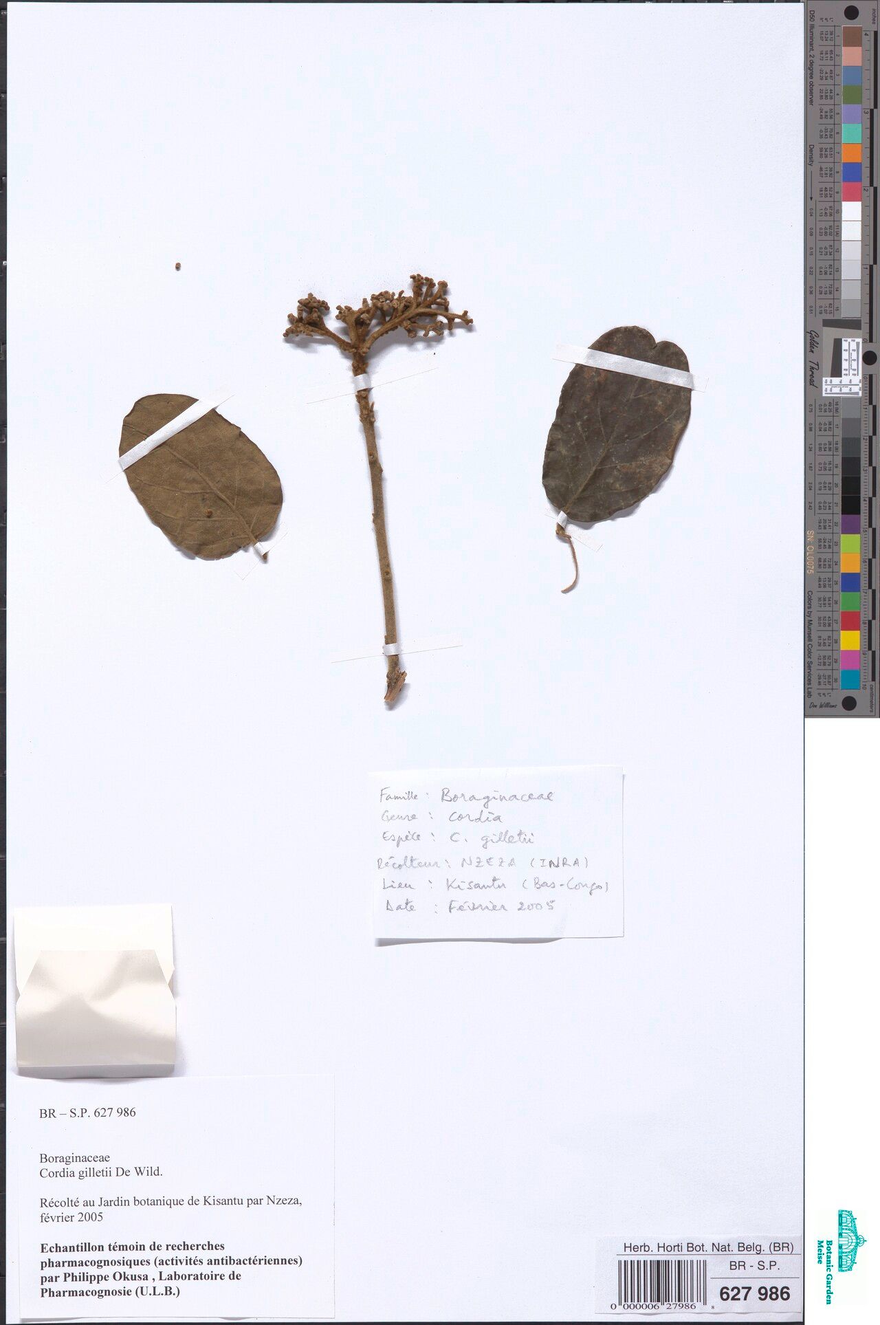 Cordia gilletii — houseplant care guide