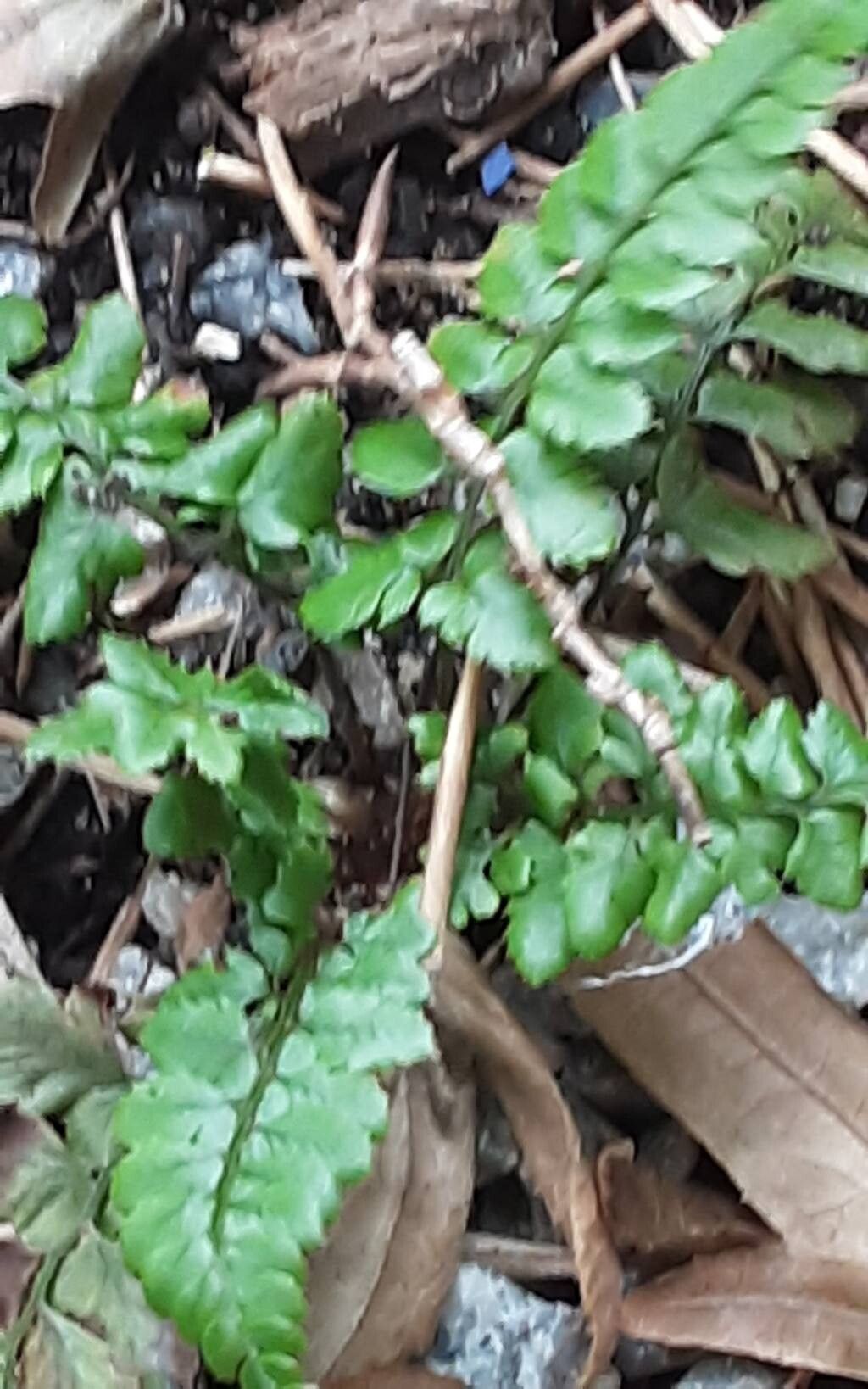 Polystichum otophorum — houseplant care guide