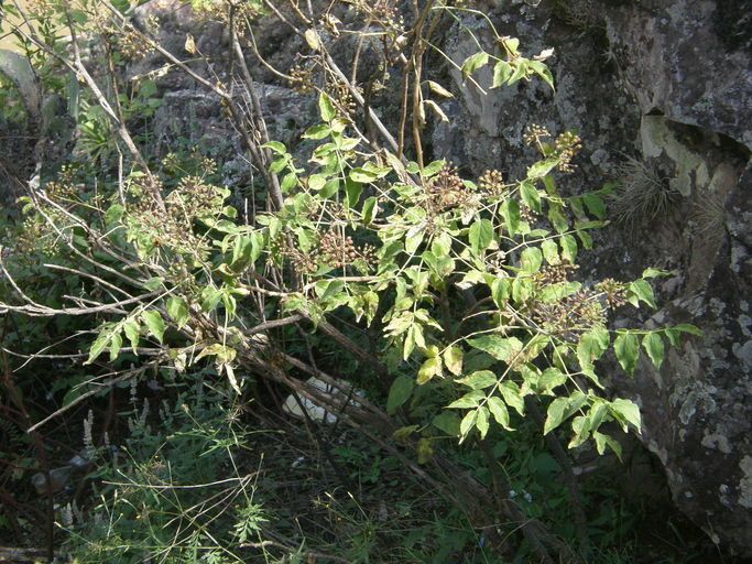 Aralia humilis habit