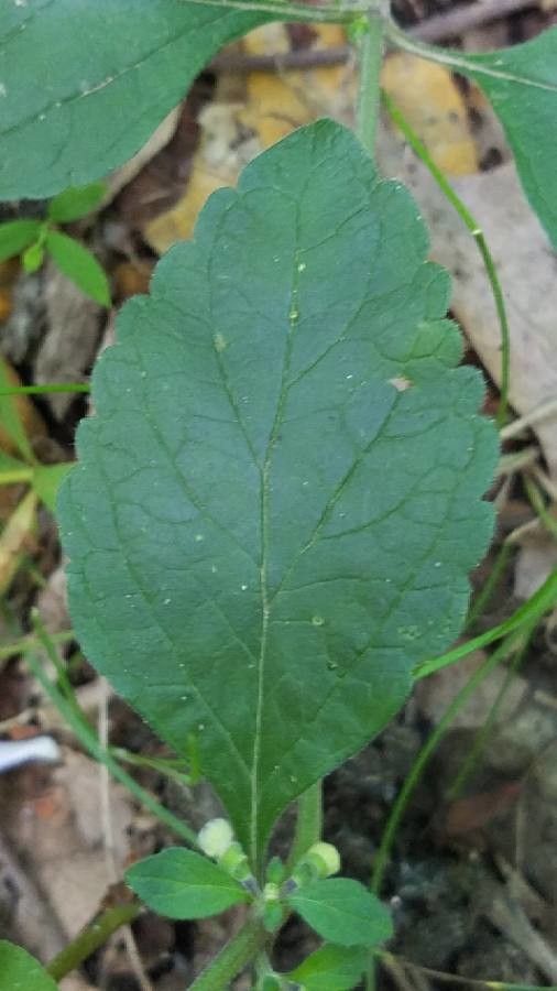 Scutellaria integrifolia leaf