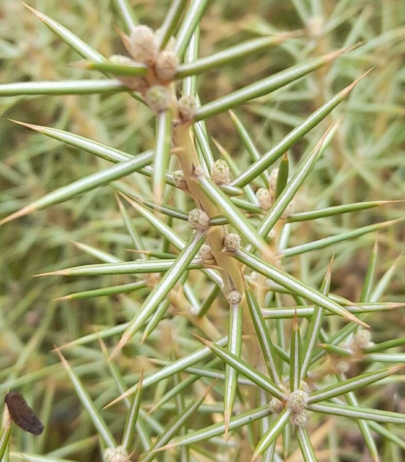 Chuquiraga atacamensis — related species from the same genus