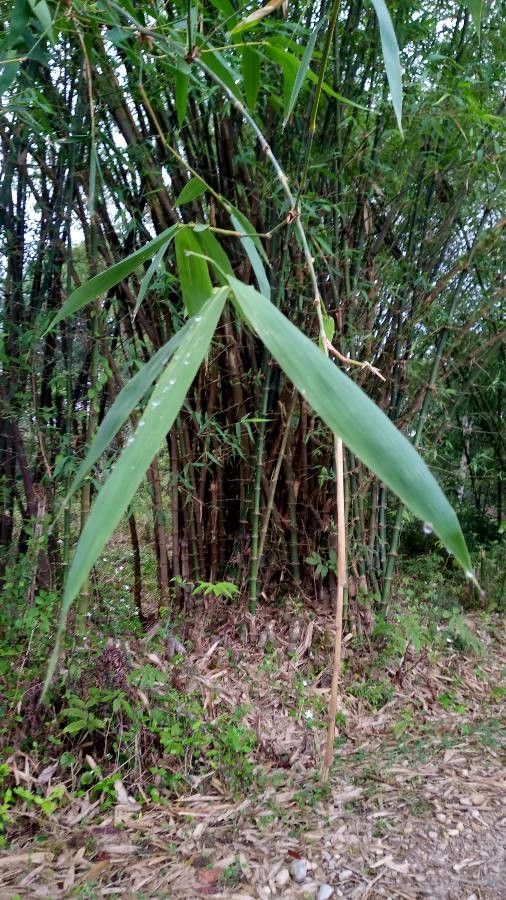 Bambusa tulda — search result for 'Iraq'