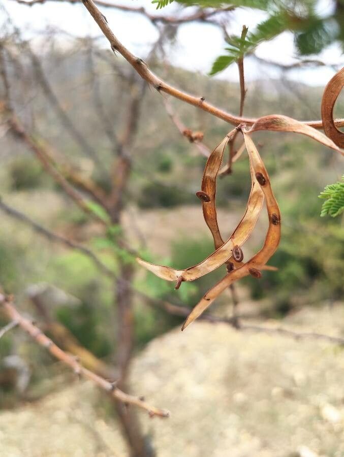 Vachellia hockii fruit