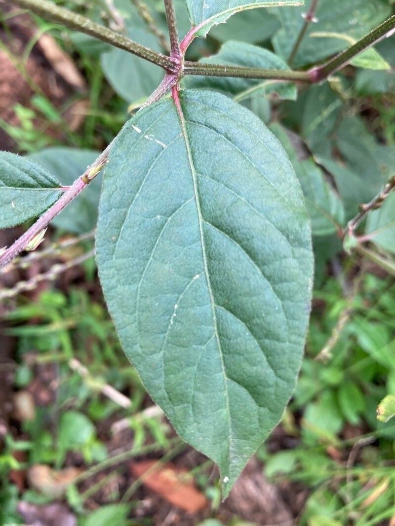 Achyranthes bidentata — search result for 'Nepal'