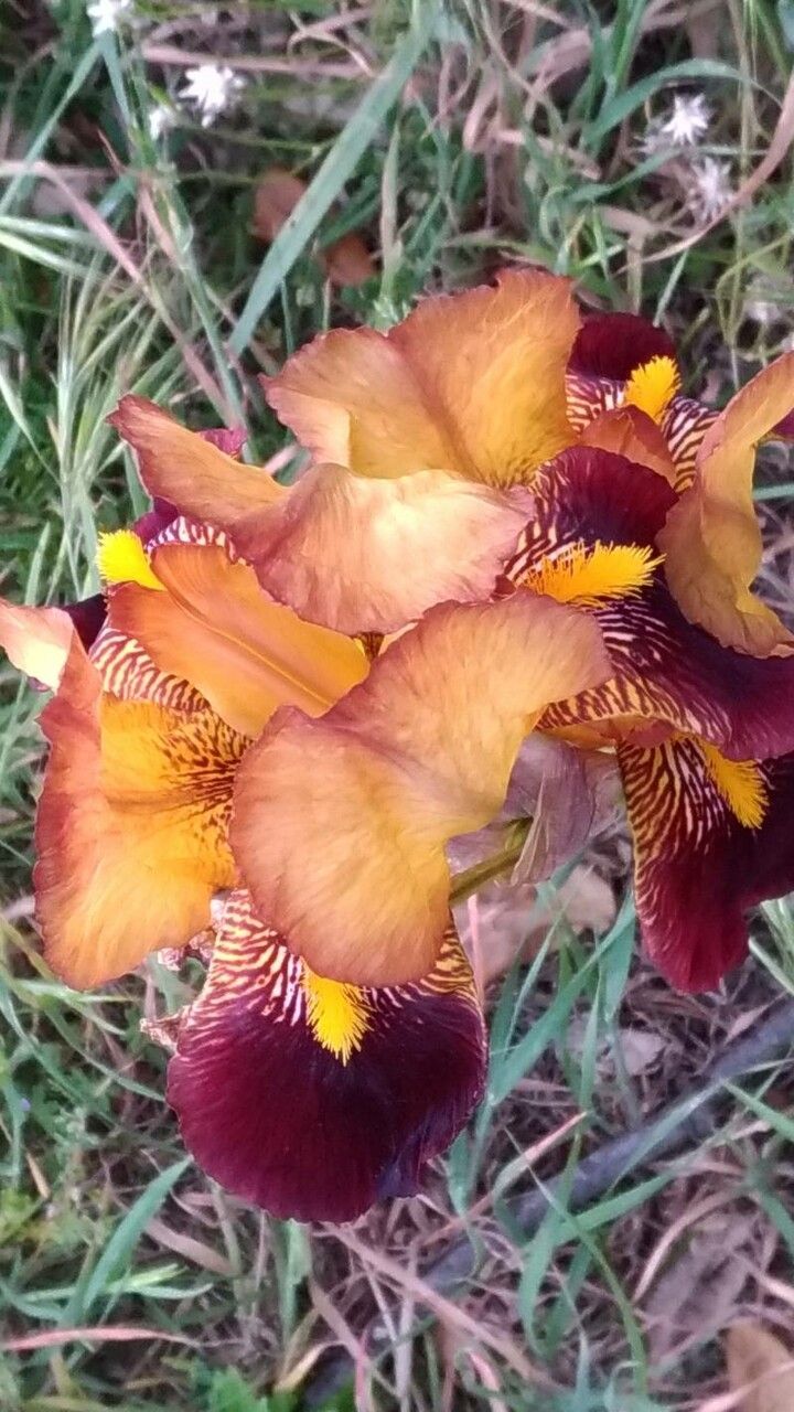 Iris x sambucina flower