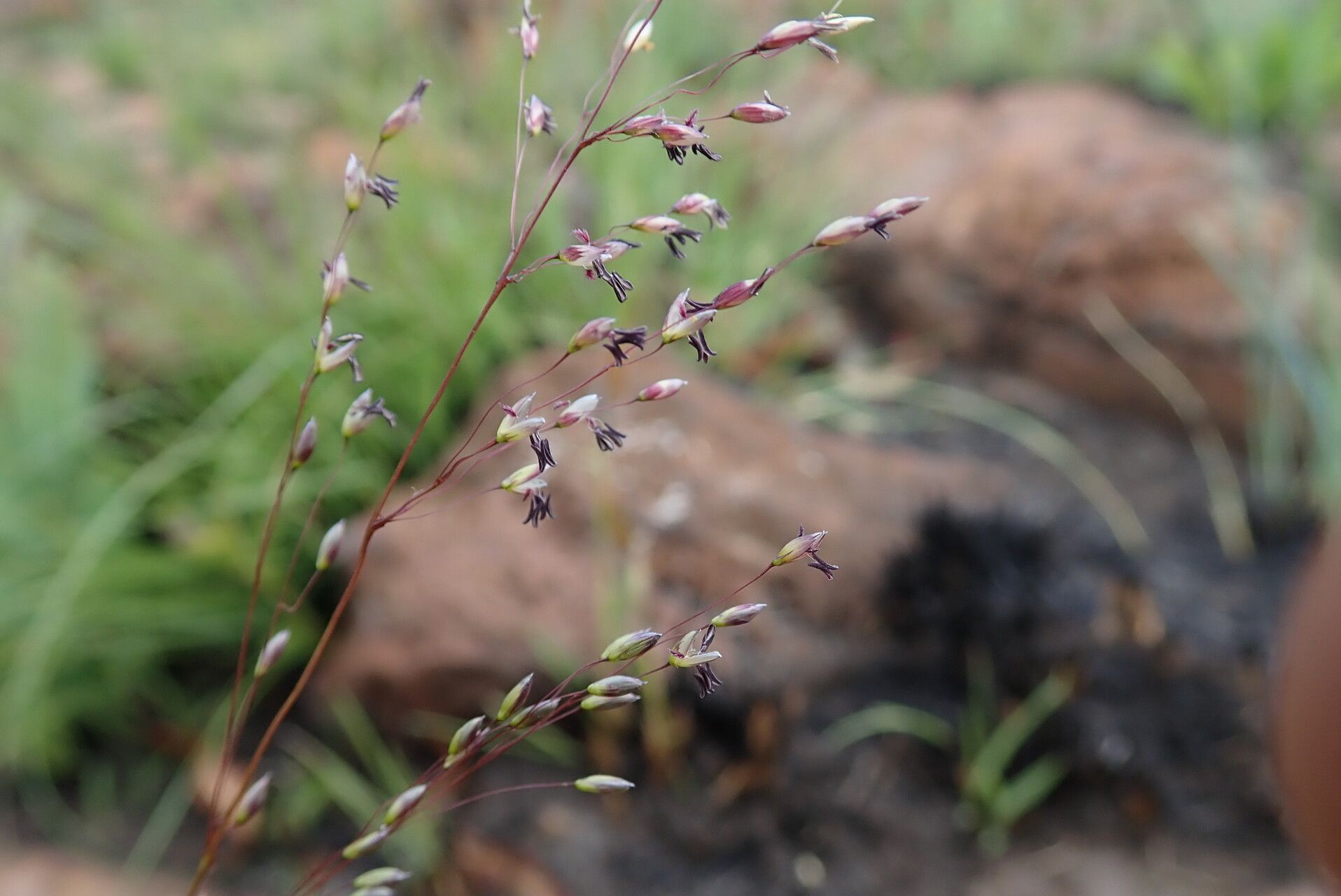 Adenochloa ecklonii flower