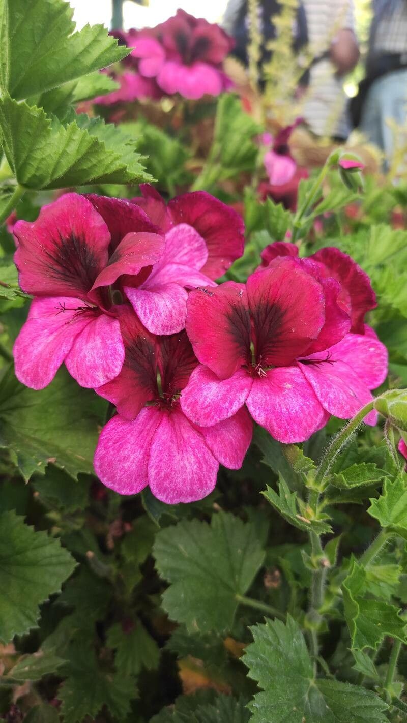 Pelargonium grandiflorum flower