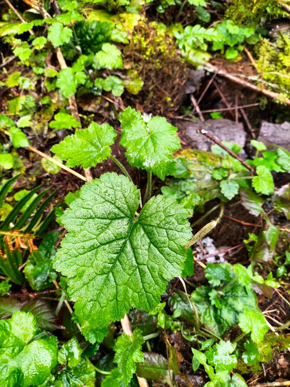 Stachys chamissonis — search result for 'Stachys'