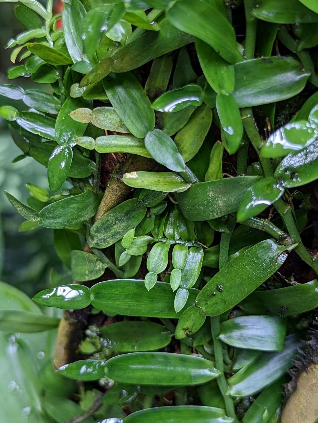 Pothos repens — related species from the same genus