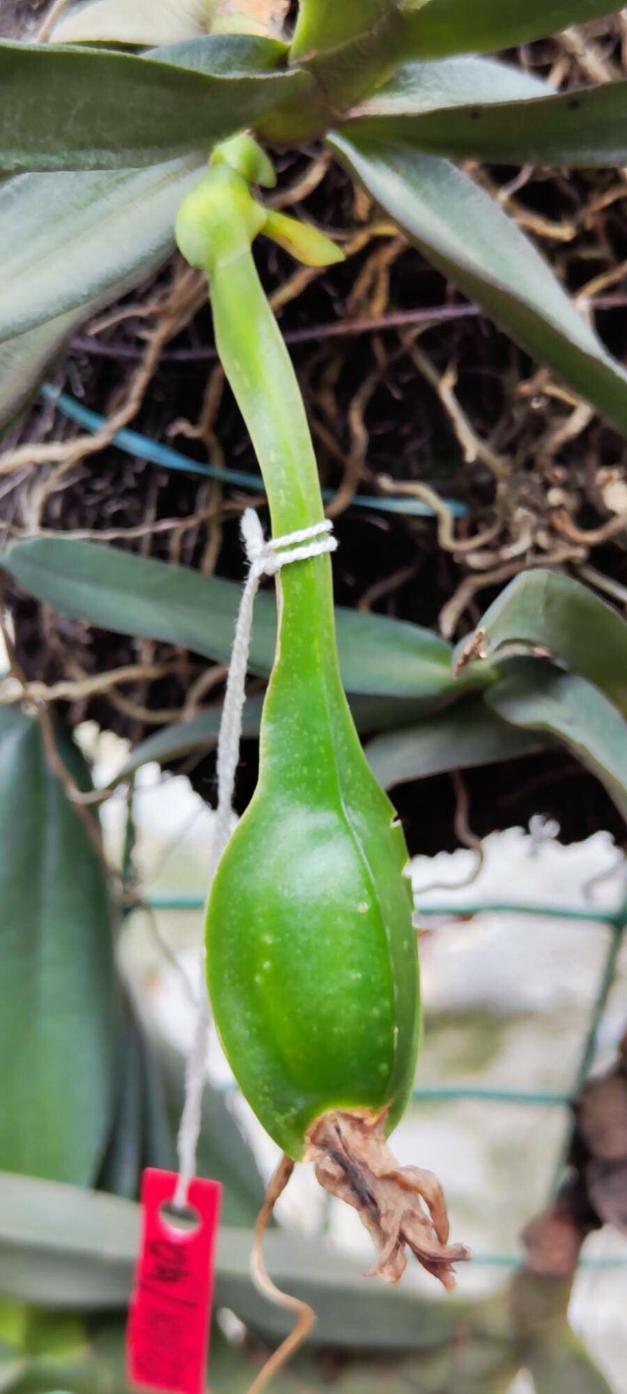 Angraecum compactum fruit
