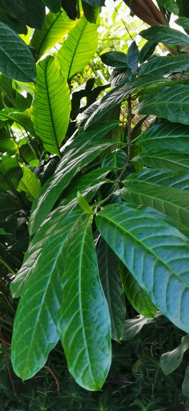 Strophanthus caudatus leaf