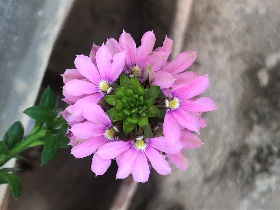 Scaevola aemula flower