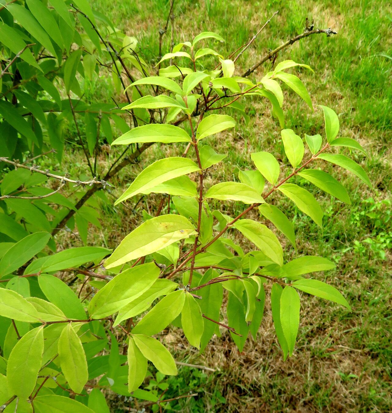 Deutzia ningpoensis leaf