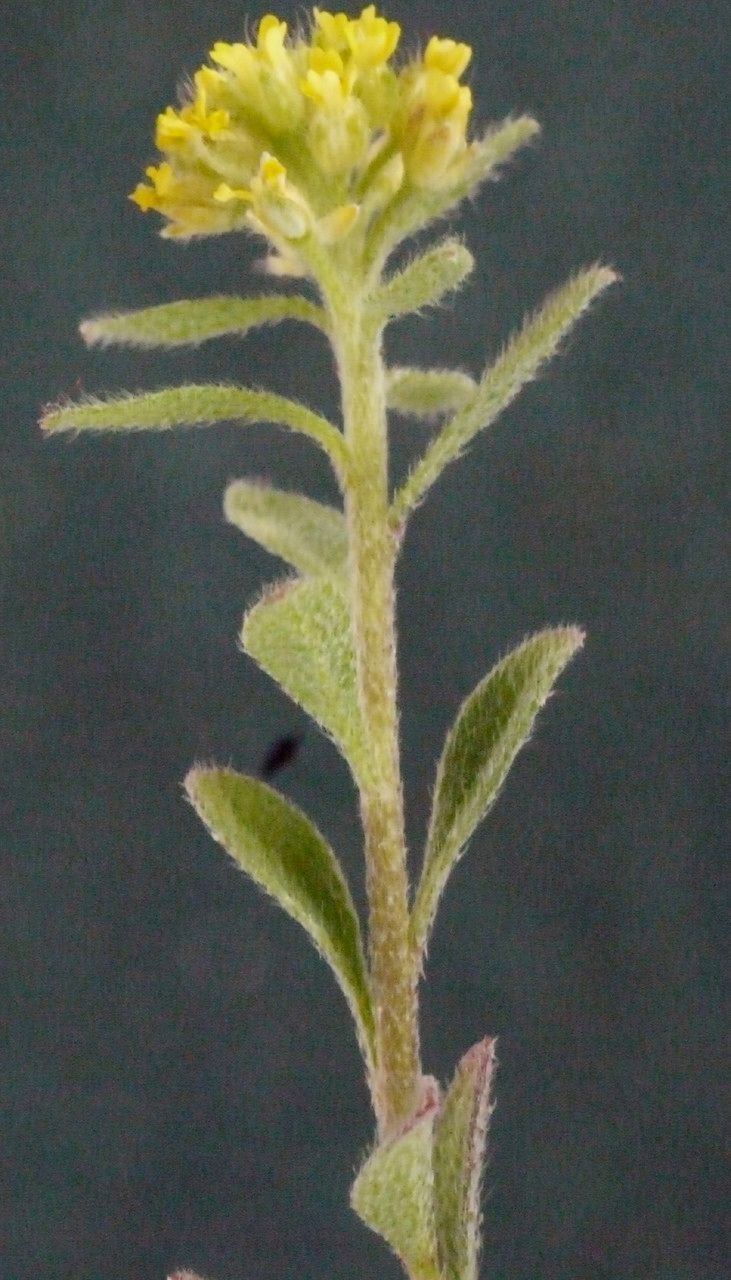 Alyssum campestre other