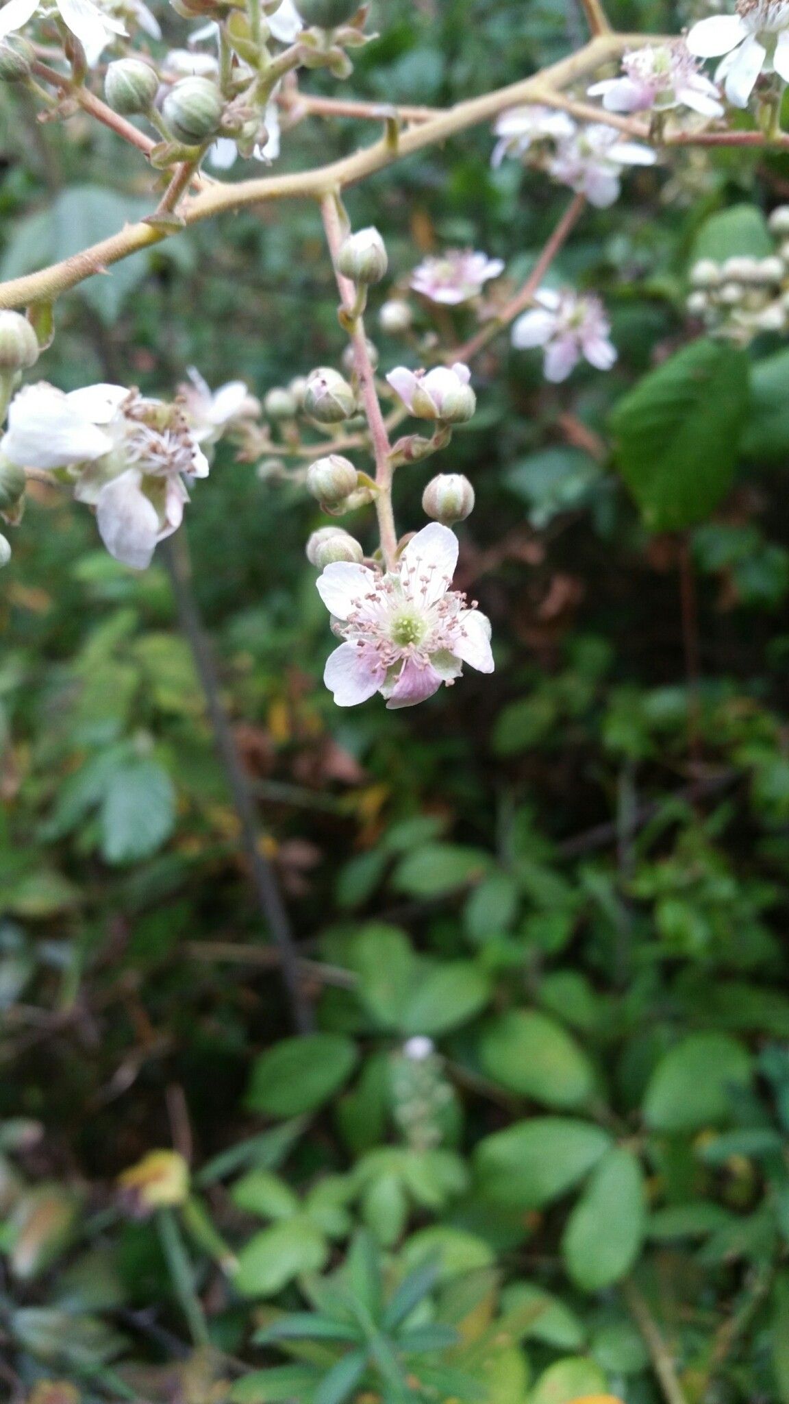 Rubus malagassus flower