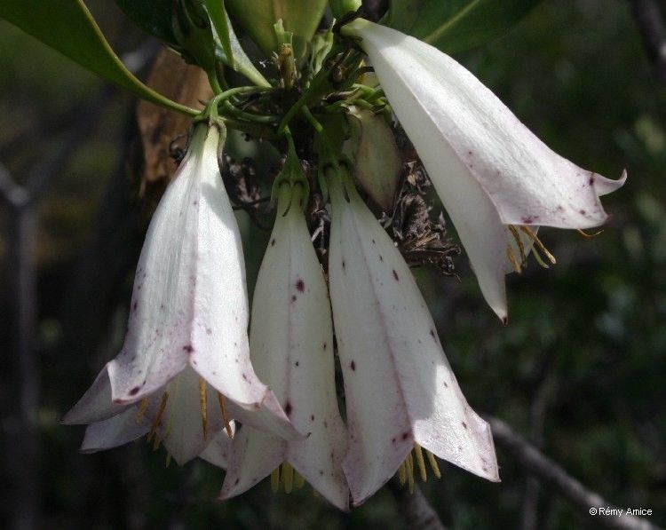 Thiollierea artensis — related species from the same genus