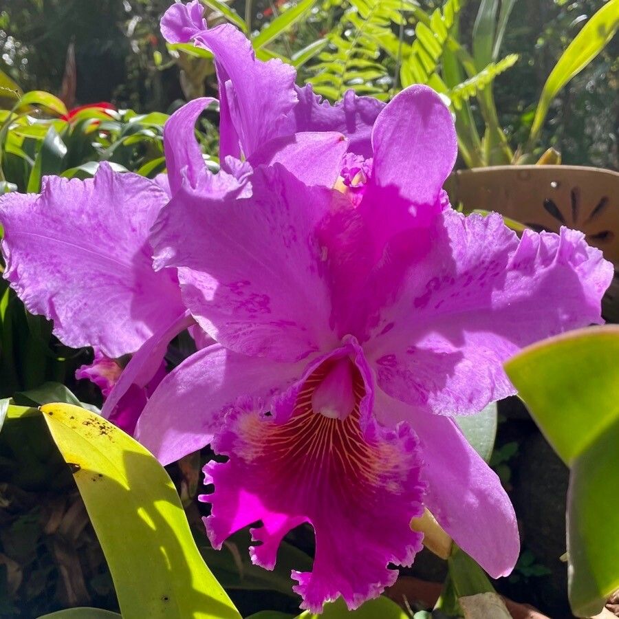 Cattleya lueddemanniana flower