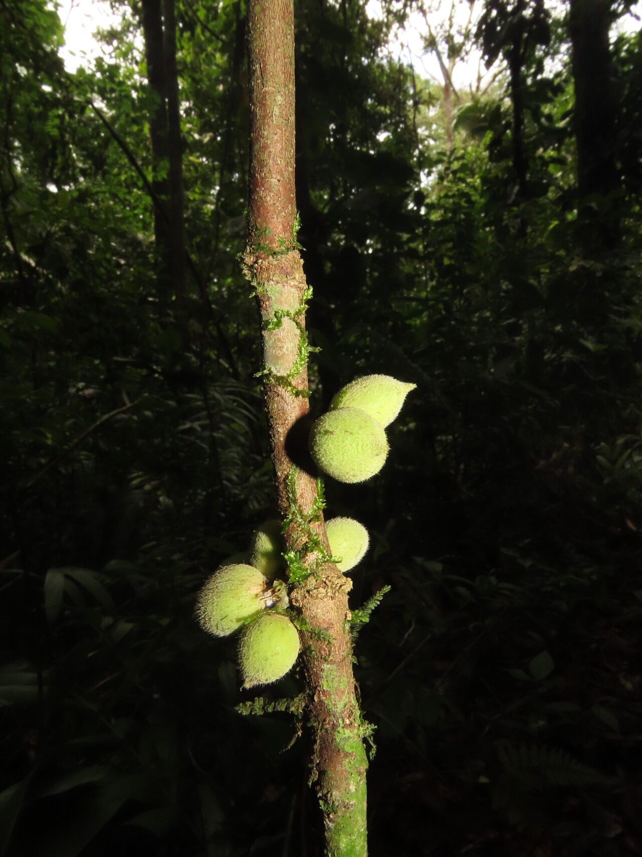 Trichilia pallida fruit
