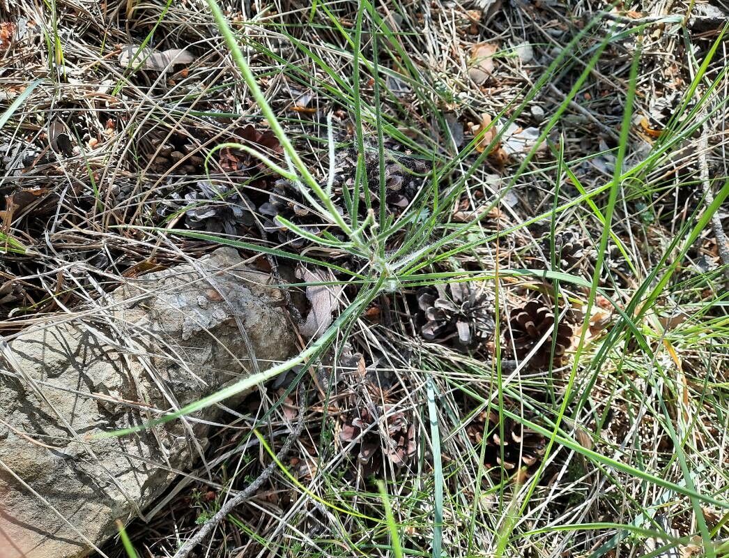 Scorzonera hirsuta — search result for 'Scorzonera'