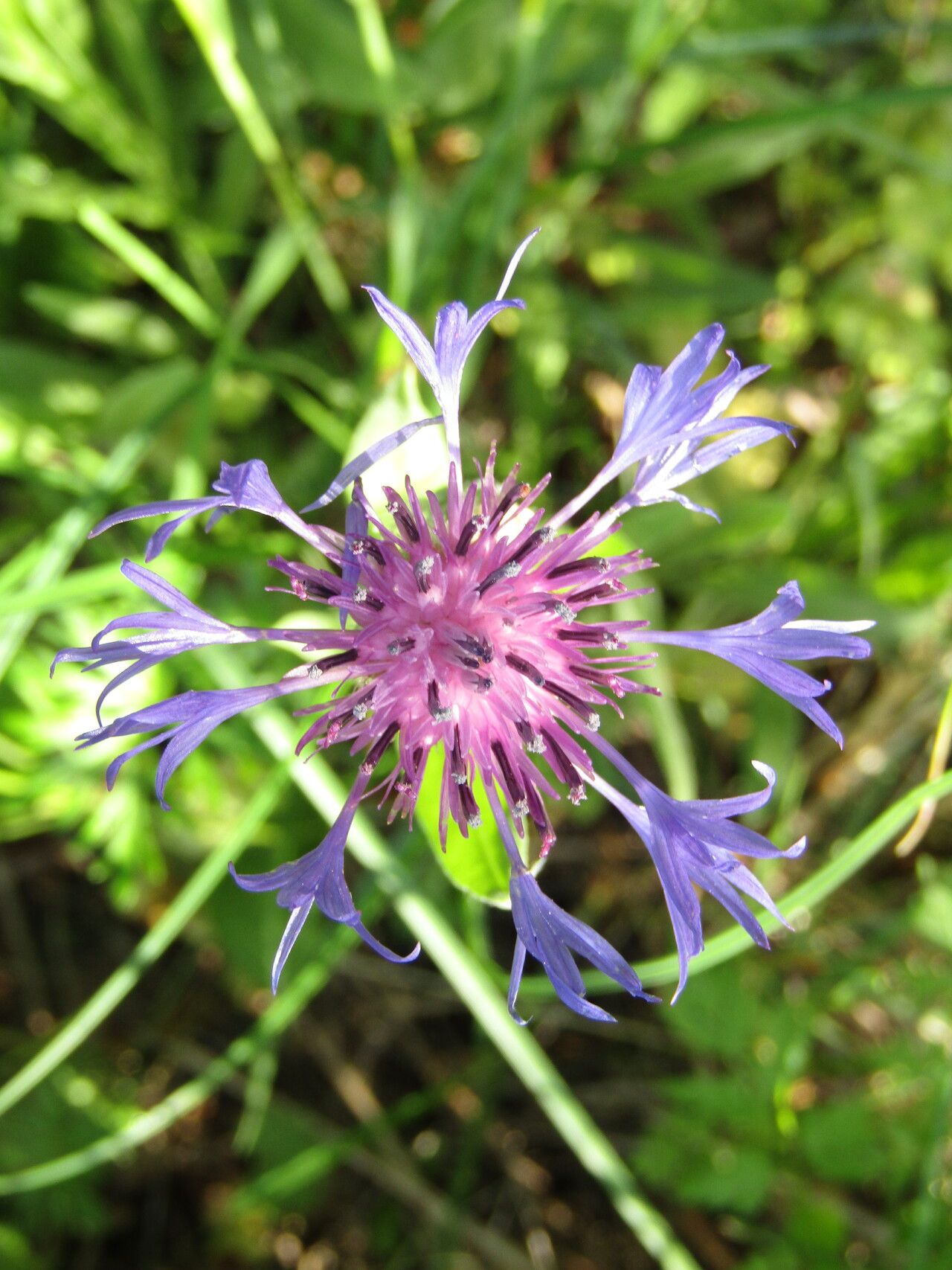 Centaurea pichleri flower