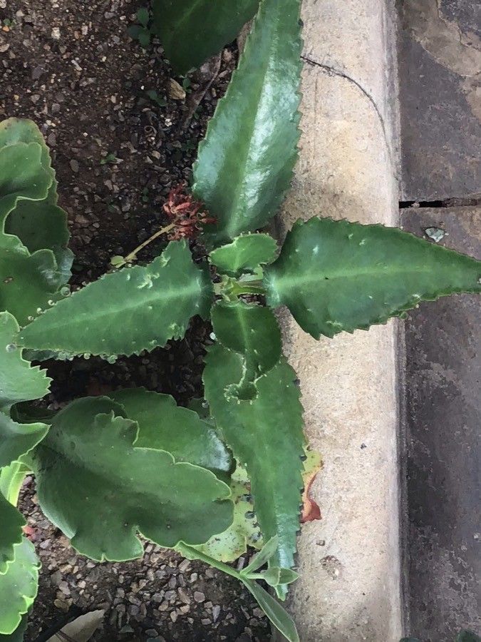 Kalanchoe synsepala — search result for 'Kalanchoe'