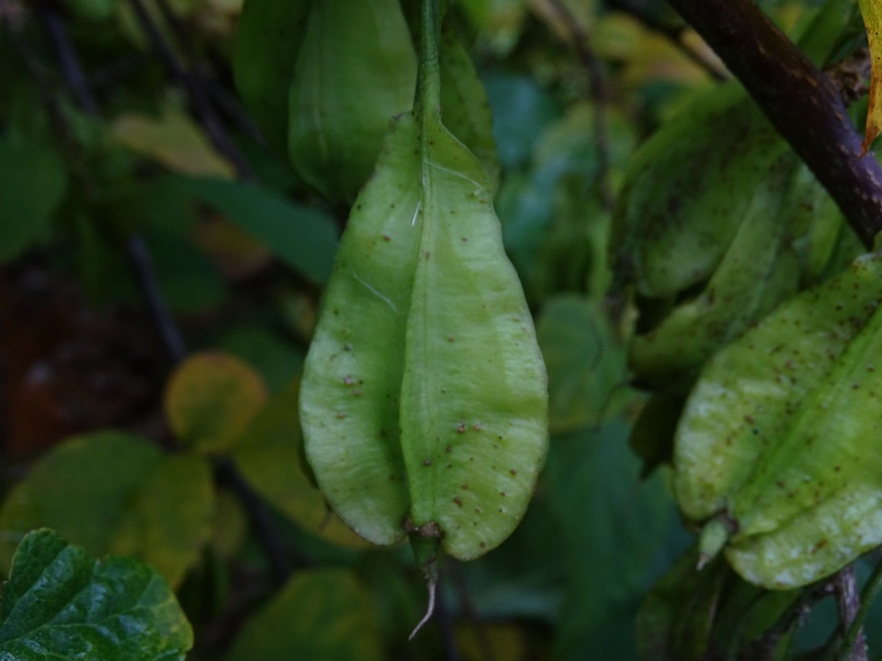 Halesia diptera fruit