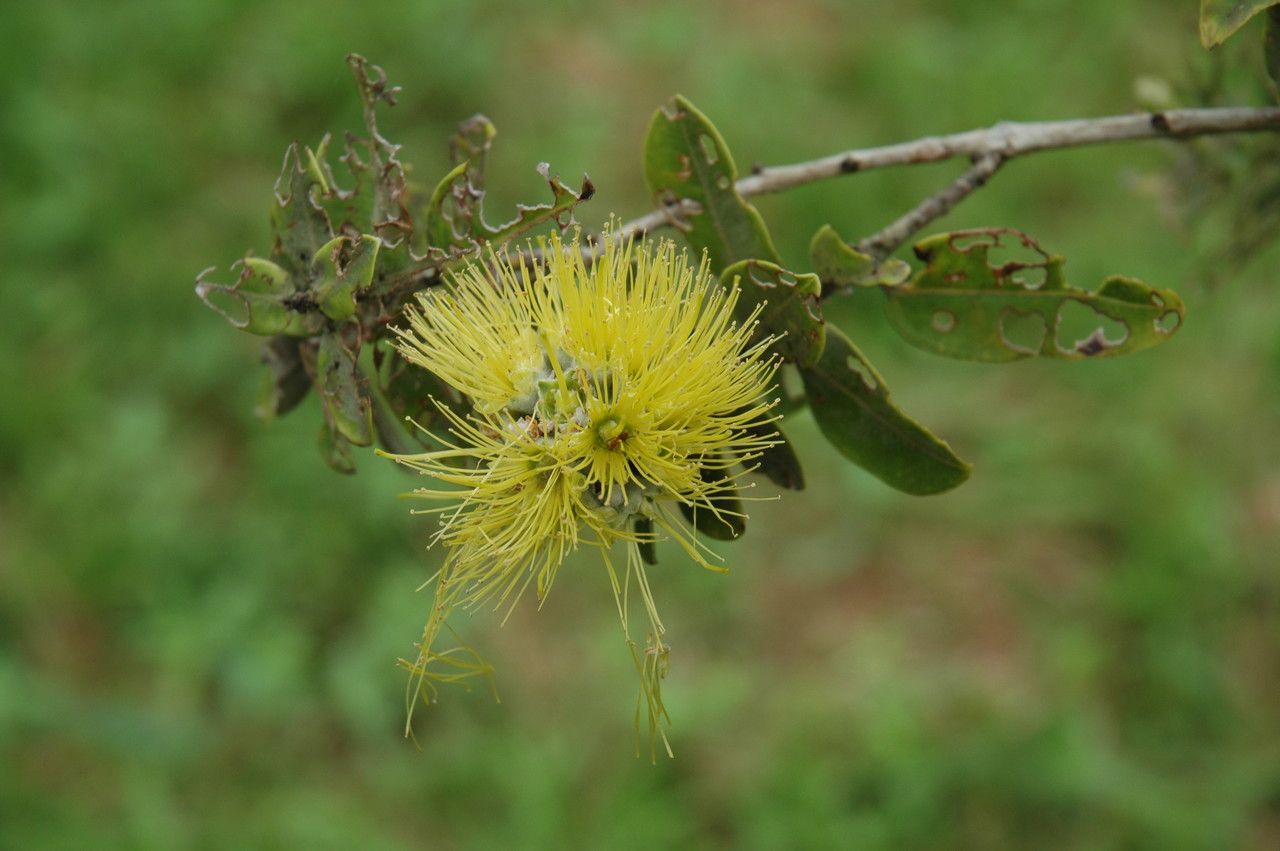 Metrosideros polymorpha flower