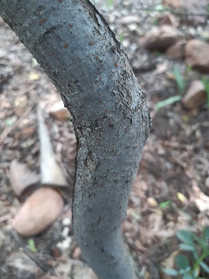 Searsia zeyheri bark