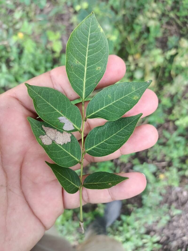 Machaerium arboreum leaf