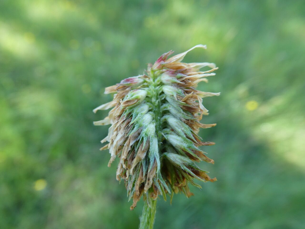 Trifolium montanum fruit