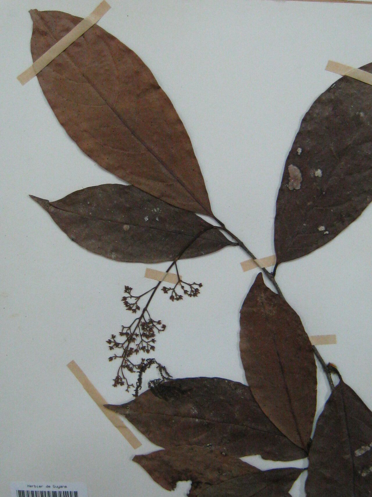 Rinorea bahiensis — houseplant care guide