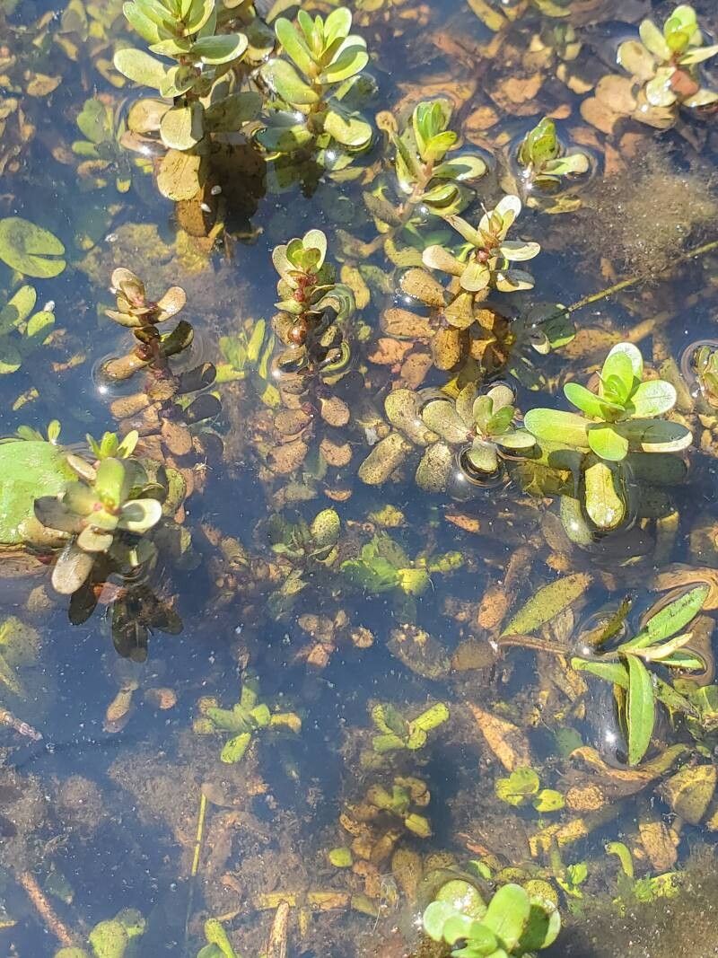 Rotala stagnina leaf
