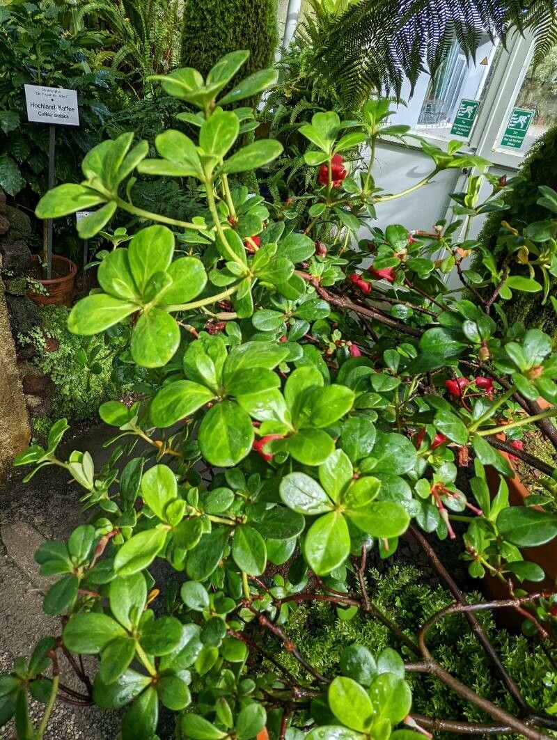 Rhododendron pauciflorum leaf