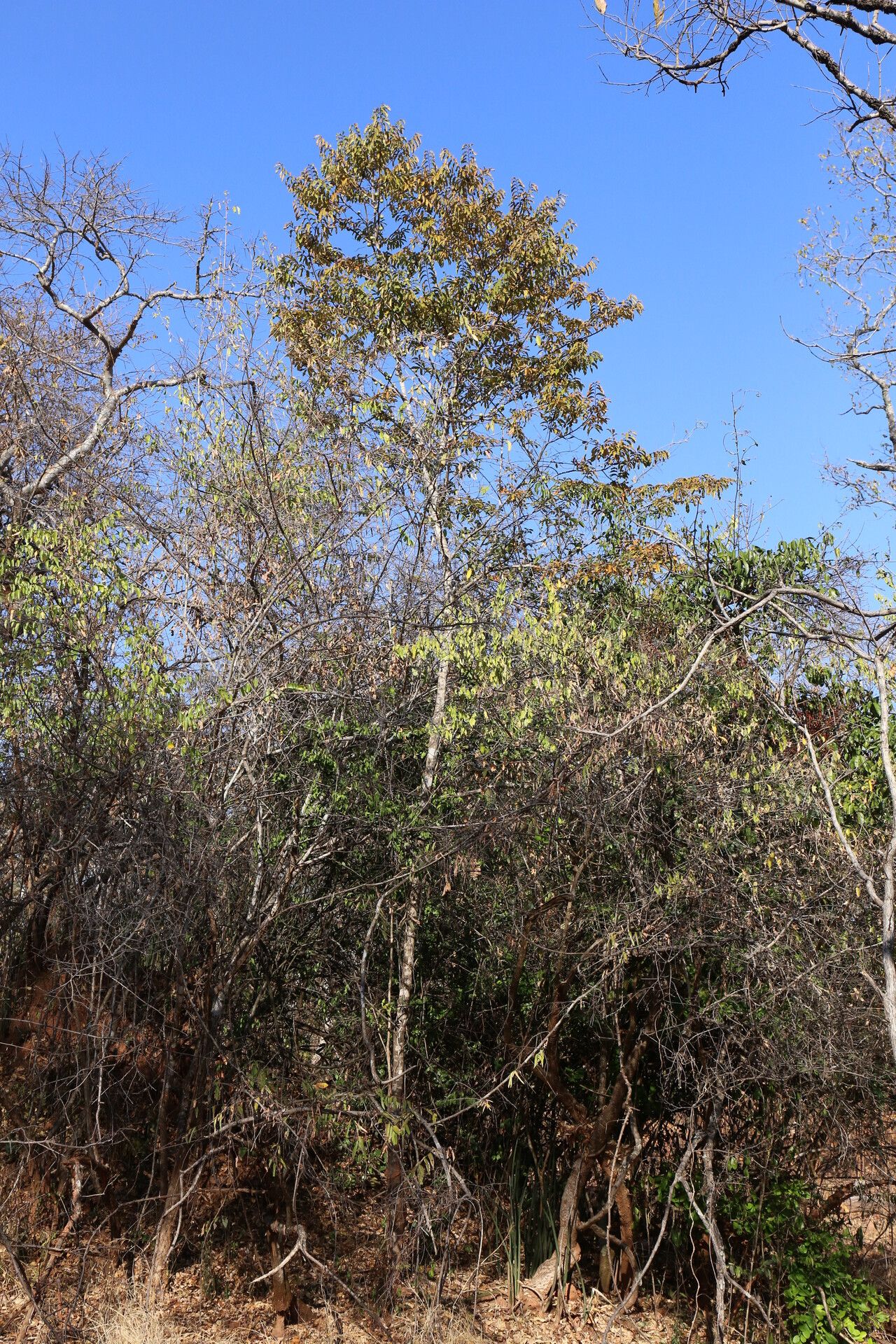 Diospyros mweroensis habit