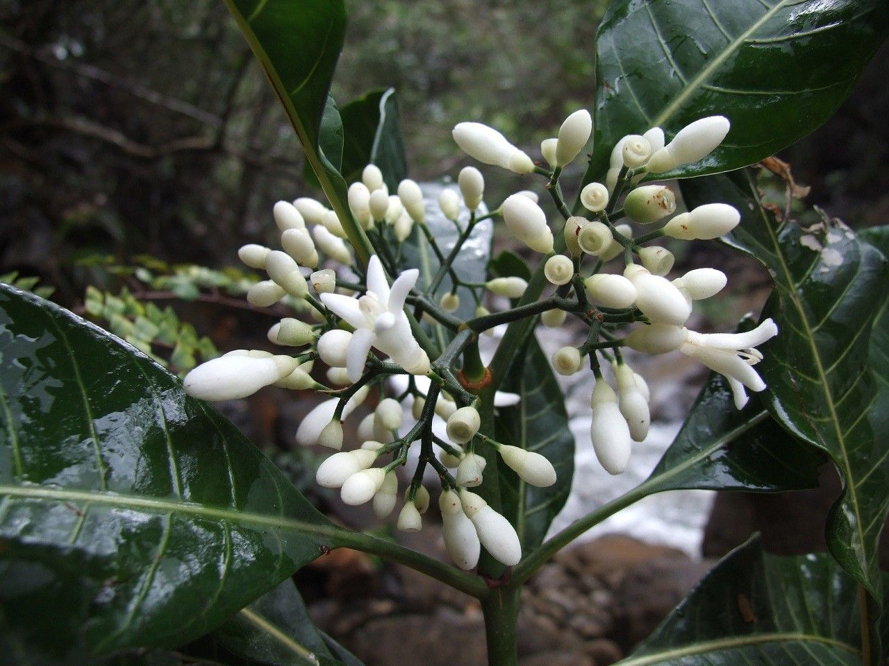 Psychotria brachylaena flower